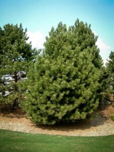 Сосна Чёрная (Pinus Nigra) купить по цене от 270.00р. в интернет-магазине «Посадика» с доставкой почтой в в Сосновкае и по всей России – [изображение №1].