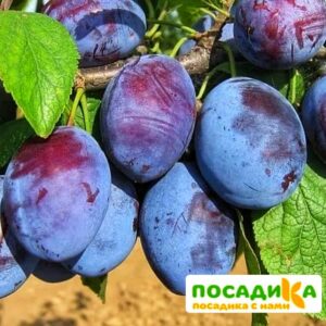 Слива Чачакская ранняя купить по цене от 229.00р. в интернет-магазине «Посадика» с доставкой почтой в в Сосновкае и по всей России – [изображение №1].