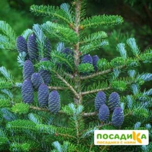 Пихта корейская (Abies koreana) купить по цене от 450.00р. в интернет-магазине «Посадика» с доставкой почтой в в Сосновкае и по всей России – [изображение №1].