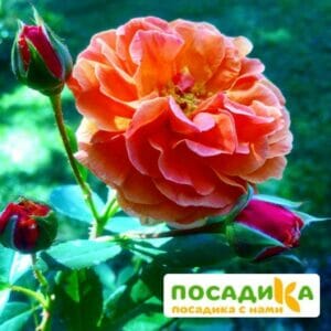 Роза Арабия купить по цене от 350.00р. в интернет-магазине «Посадика» с доставкой почтой в в Сосновкае и по всей России – [изображение №1].