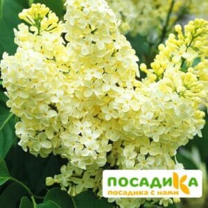 Сирень Примроуз (Primrose) купить по цене от 529.00р. в интернет-магазине «Посадика» с доставкой почтой в в Сосновкае и по всей России – [изображение №1].