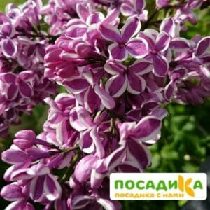 Сирень Сенсация купить по цене от 529.00р. в интернет-магазине «Посадика» с доставкой почтой в в Сосновкае и по всей России – [изображение №1].