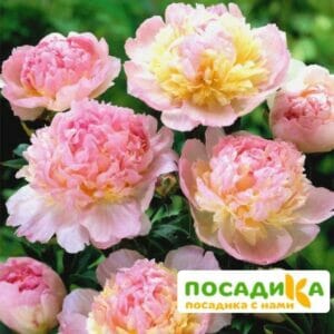 Пион Распберри Сандей (Paeonia Raspberry Sundae) купить по цене от 959р. в интернет-магазине «Посадика» с доставкой почтой в в Сосновкае и по всей России – [изображение №1].