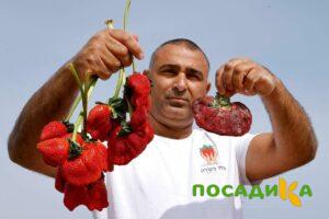 Клубника Гигант Джорнея купить по цене от 266р. в интернет-магазине «Посадика» с доставкой почтой в в Сосновкае и по всей России – [изображение №1].