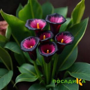 Калла Аура Лейс купить по цене от 400р. в интернет-магазине «Посадика» с доставкой почтой в в Сосновкае и по всей России – [изображение №1].