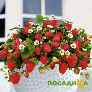 Клубника Рубиновый Шепот (горшечная) купить по цене от 240р. в интернет-магазине «Посадика» с доставкой почтой в в Сосновкае и по всей России – [изображение №1].