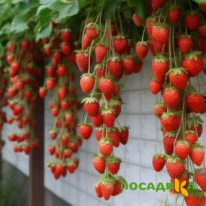 Клубника вьющаяся Комплимент купить по цене от 470р. в интернет-магазине «Посадика» с доставкой почтой в в Сосновкае и по всей России – [изображение №1].