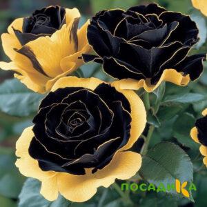 Роза Ханни Сикл купить по цене от 700р. в интернет-магазине «Посадика» с доставкой почтой в в Сосновкае и по всей России – [изображение №1].