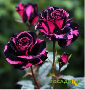 Роза Багровый Шепот купить по цене от 366р. в интернет-магазине «Посадика» с доставкой почтой в в Сосновкае и по всей России – [изображение №1].