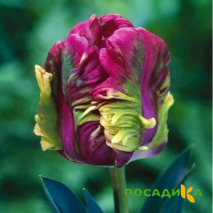 Тюльпан Экзотик Хэвен купить по цене от 186р. в интернет-магазине «Посадика» с доставкой почтой в в Сосновкае и по всей России – [изображение №1].