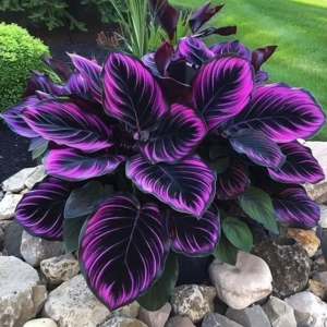 Хоста Люминоза купить по цене от 450р. в интернет-магазине «Посадика» с доставкой почтой в в Сосновкае и по всей России – [изображение №1].