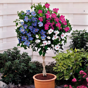 Гибискус-Дерево Триколор купить по цене от 289р. в интернет-магазине «Посадика» с доставкой почтой в в Сосновкае и по всей России – [изображение №1].