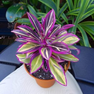 Хоста Сильвер Стик купить по цене от 650р. в интернет-магазине «Посадика» с доставкой почтой в в Сосновкае и по всей России – [изображение №1].