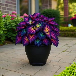 Хоста Фрости Блю купить по цене от 389р. в интернет-магазине «Посадика» с доставкой почтой в в Сосновкае и по всей России – [изображение №1].