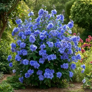 Гибискус Сансет Блоссом купить по цене от 248р. в интернет-магазине «Посадика» с доставкой почтой в в Сосновкае и по всей России – [изображение №1].