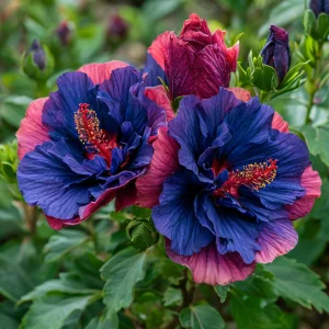 Гибискус Роуз Шайн купить по цене от 360р. в интернет-магазине «Посадика» с доставкой почтой в в Сосновкае и по всей России – [изображение №1].