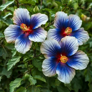 Гибискус Илюжн Вилью купить по цене от 259р. в интернет-магазине «Посадика» с доставкой почтой в в Сосновкае и по всей России – [изображение №1].