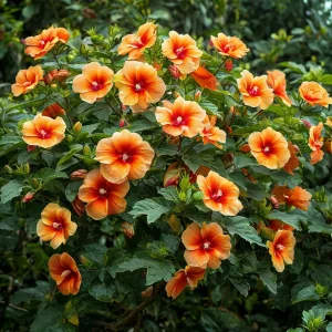 Гибискус Кристал Рэй купить по цене от 458р. в интернет-магазине «Посадика» с доставкой почтой в в Сосновкае и по всей России – [изображение №1].