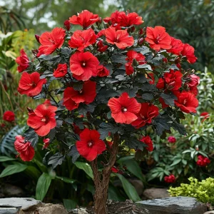 Гибискус Миднайт Роуз купить по цене от 269р. в интернет-магазине «Посадика» с доставкой почтой в в Сосновкае и по всей России – [изображение №1].