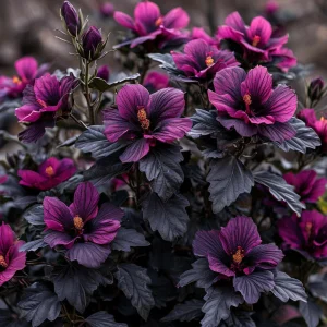 Гибискус Корал Чарм купить по цене от 271р. в интернет-магазине «Посадика» с доставкой почтой в в Сосновкае и по всей России – [изображение №1].