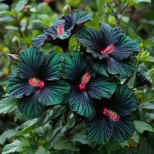 Гибискус Пикок Плюм купить по цене от 490р. в интернет-магазине «Посадика» с доставкой почтой в в Сосновкае и по всей России – [изображение №1].