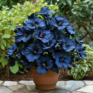 Гибискус Селестиал Флейм купить по цене от 326р. в интернет-магазине «Посадика» с доставкой почтой в в Сосновкае и по всей России – [изображение №1].