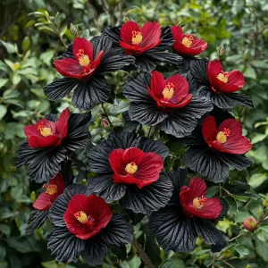 Гибискус Ройял Афеа купить по цене от 460р. в интернет-магазине «Посадика» с доставкой почтой в в Сосновкае и по всей России – [изображение №1].