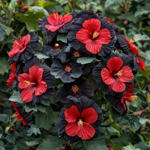 Гибискус Шиммеринг купить по цене от 720р. в интернет-магазине «Посадика» с доставкой почтой в в Сосновкае и по всей России – [изображение №1].