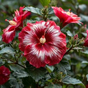 Гибискус Пурпл Мистик купить по цене от 360р. в интернет-магазине «Посадика» с доставкой почтой в в Сосновкае и по всей России – [изображение №1].