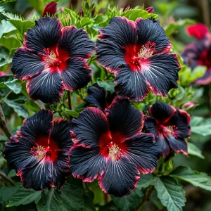 Гибискус садовый Файер Дэнсер купить по цене от 450р. в интернет-магазине «Посадика» с доставкой почтой в в Сосновкае и по всей России – [изображение №1].