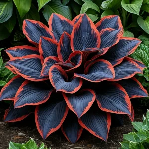 Хоста Солнечный Агат купить по цене от 440р. в интернет-магазине «Посадика» с доставкой почтой в в Сосновкае и по всей России – [изображение №1].