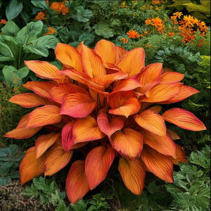 Хоста Солнечный Нектар купить по цене от 605р. в интернет-магазине «Посадика» с доставкой почтой в в Сосновкае и по всей России – [изображение №1].