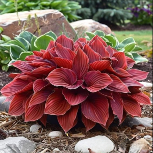 Хоста Рэд Эйнджл купить по цене от 549р. в интернет-магазине «Посадика» с доставкой почтой в в Сосновкае и по всей России – [изображение №1].