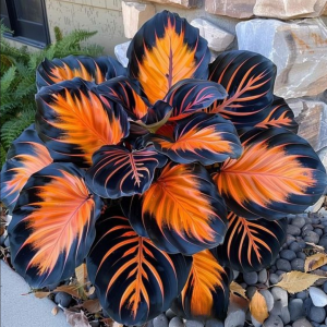 Хоста Сикрет Форест купить по цене от 601р. в интернет-магазине «Посадика» с доставкой почтой в в Сосновкае и по всей России – [изображение №1].