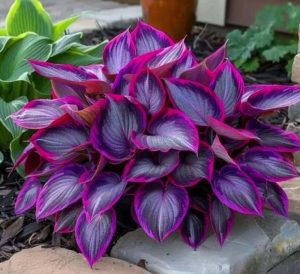 Хоста Сикрет Гарденс купить по цене от 549р. в интернет-магазине «Посадика» с доставкой почтой в в Сосновкае и по всей России – [изображение №1].